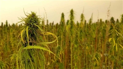 CBDに関する最新ニュース：カナダの大麻企業が米国のヘンプCBD市場から撤退