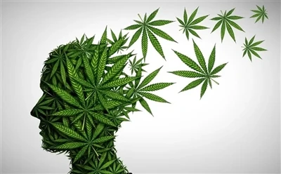 CBD オイルを最大限に活用する方法: 完全ガイド?
